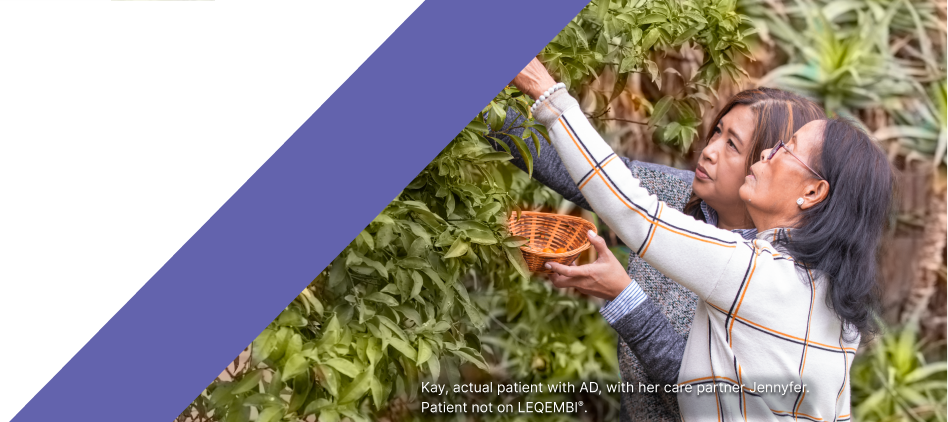 Two women picking fruit from a tree Two women picking fruit from a tree
